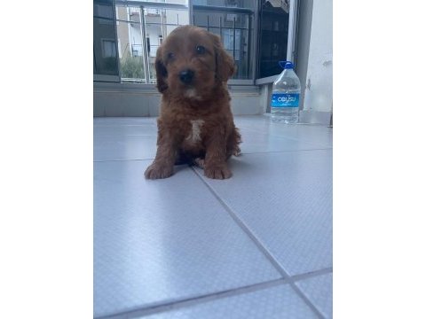 Irk ve sağlık garanti maltipoo yavrumuz
