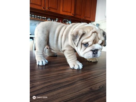 Show kalite egzotik english bulldog