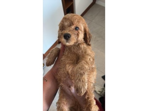 2 tane erkek toy poodle