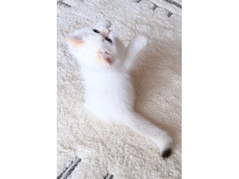 Safkan british shorthair golden point erkek yavru