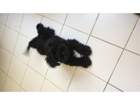 2 buçuk yaşında miniature schnazuer dişi