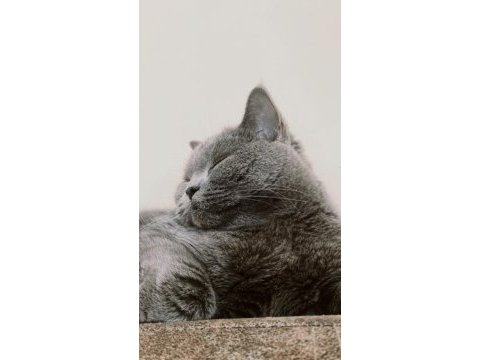 Gri british shorthair 2 yaşında
