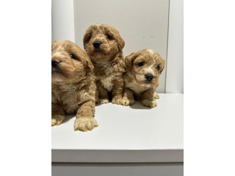 Poodle ayarı da maltipoo