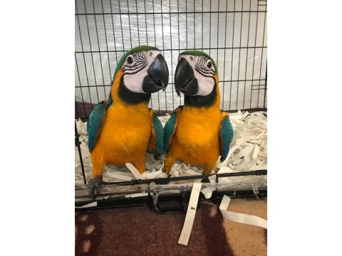 Üst düzey el besleme ara macaw full evcil