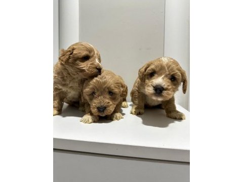 Poodle ayarı da maltipoo