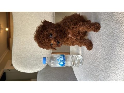 Orijinal tea cup teddy surat ev bakımlı poodle