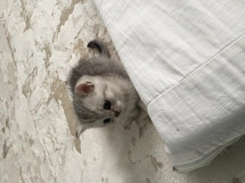 Bakımlı miss gibi aile kediler
