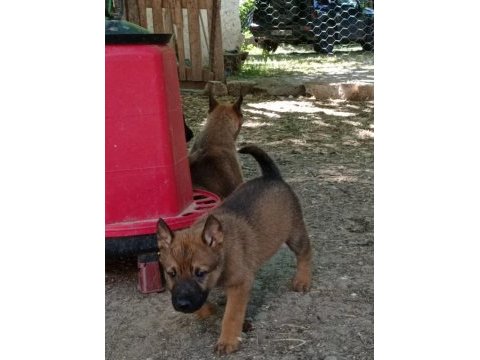 2 aylık belçika malinois