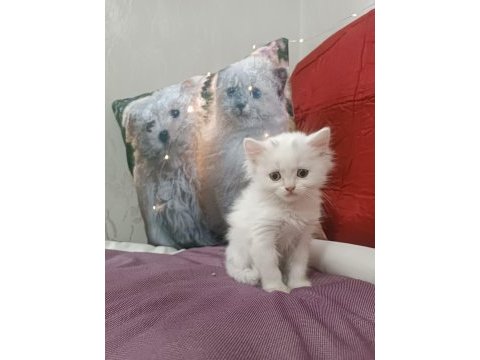 Kar topu british shorthair bebek