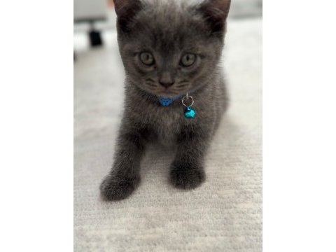 Scottish fold & british fold yeni yavrular