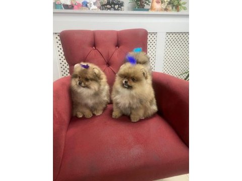 Yavru erkek pomeranian boo