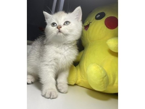 Safkan british shorthair dişi yavru