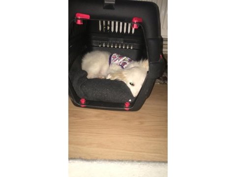 Dünya güzeli köpeğimiz arya