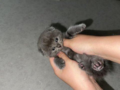 Scottish fold ve british yavrular