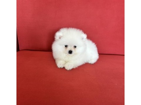 Pomeranian boo köpeğimiz