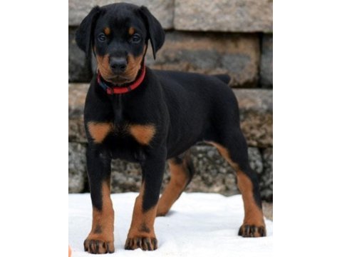 European doberman yavrular mağazamızdan güvenli teslim