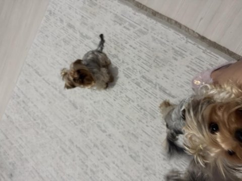 3 kız kardeş aşıları tuvalet eğitimi tam yorkshire terrier