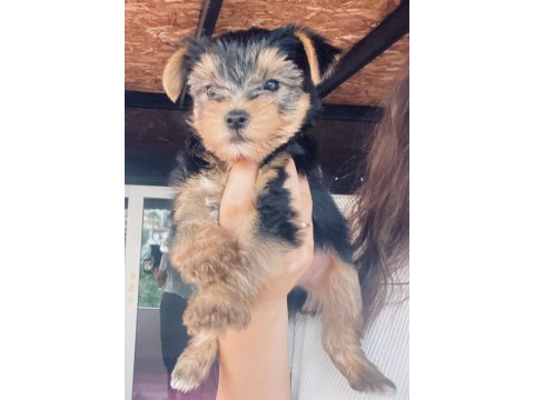 Orjinal tea cup yorkshire terrier yavrularımız