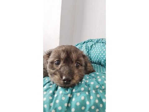 2 aylık maltipoo