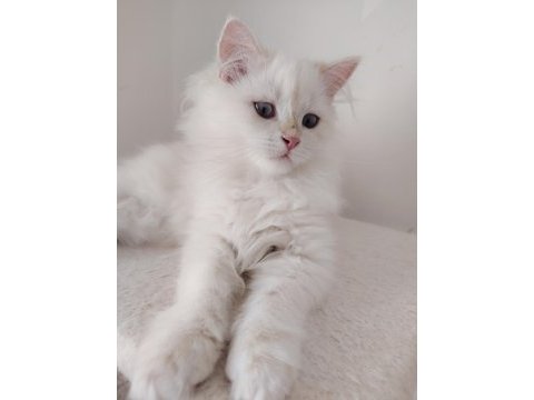 Kar beyazı british longhair yavrumuz