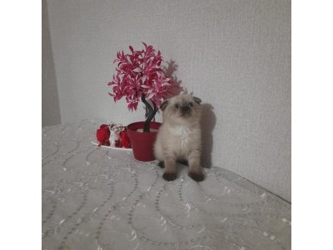 Scottish fold dişi yavrumuz