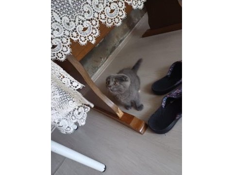 Gri scottish fold 4 aylık