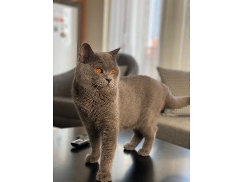British shorthair oğlum kızgınlıkta