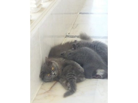 British shorthair bebelerimize yeni yuva arıyoruz