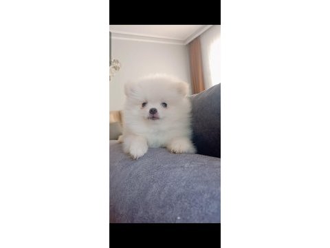 Pomeranian boo erkek yavru