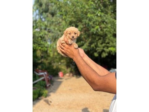 Aşılı çiş eğitimli maltipoo bebekler 