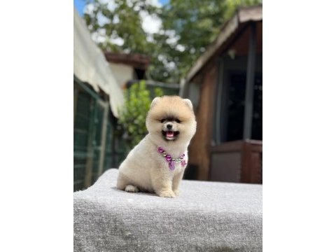 Yavru pomeranian boo köpeklerimiz