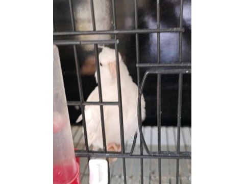 Yavru sultan papağanı albino