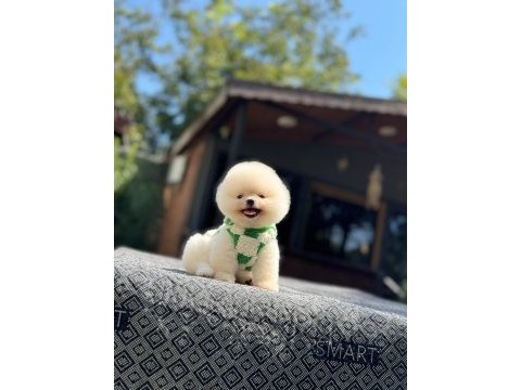 Orange pomeranian boo köpeği