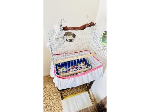 11 aylık alexander full evcil elazığ