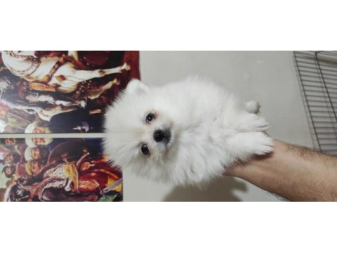 Ayıcık pomeranian yavrularımız teslime hazırdır