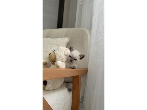 British shorthair kedisi