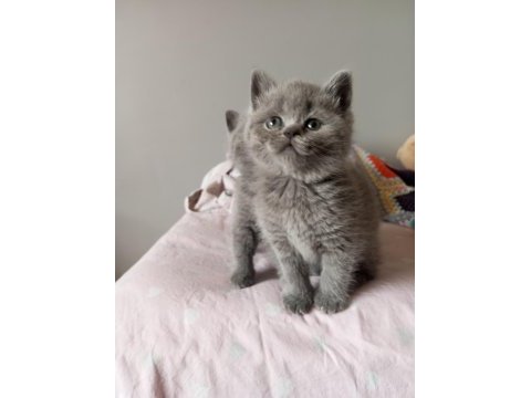 British shorthair kedimiz