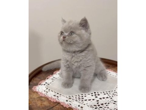 British shorthair (lilac)