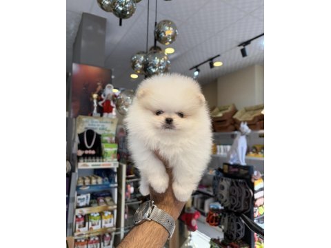 Ukrayna doğumlu pomeranian boo yavrular