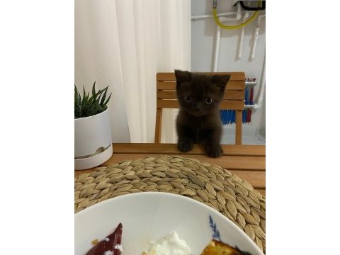 British shorthair kahverengi