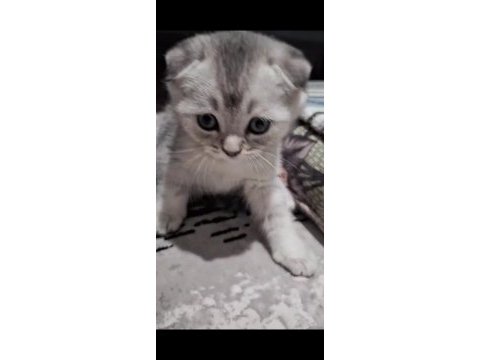 Scottish fold top kafa sıfır kulak