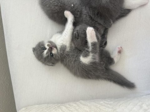 Bicolor ve düz gri orjinal kediler