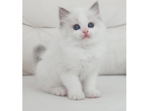 Full şecereli ragdoll yavruları