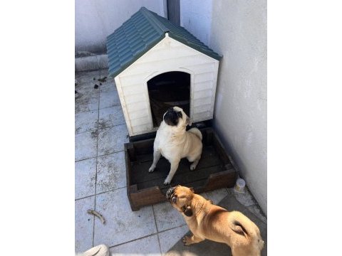 2 adet pug