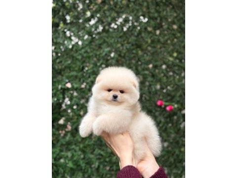 Ayıcık surat pomeranian boo yavrular