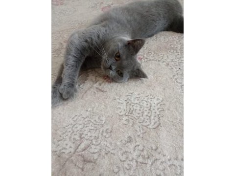 3 tane british shorthair