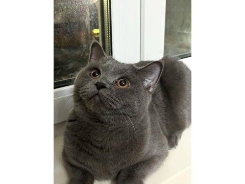 2 yaşında british shorthair çok iyi huylu
