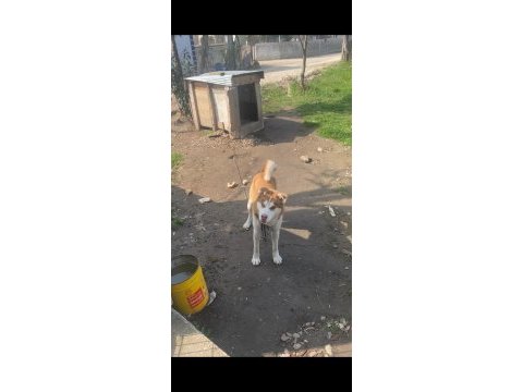 Orijinal husky