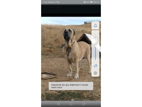 Kangal köpeğimiz