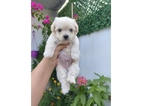 Kilo garantili erkek maltese